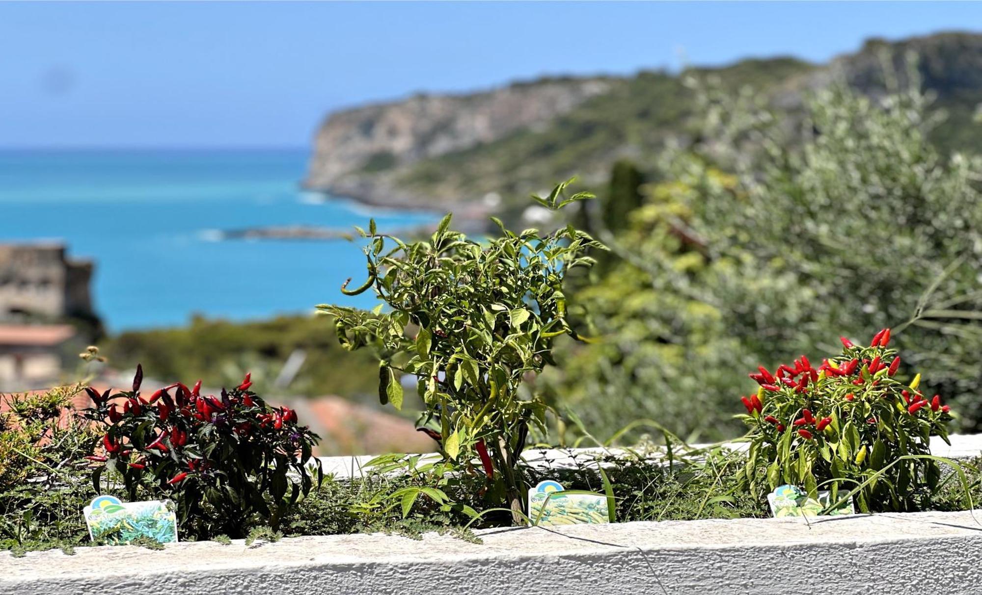 Villa Nappi Bed & Breakfast Praia a Mare Exterior photo